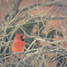 Cardinal in Lilac Branches