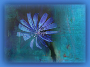 17th Mar 2023 - Chicory Flower