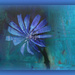 Chicory Flower by gardencat