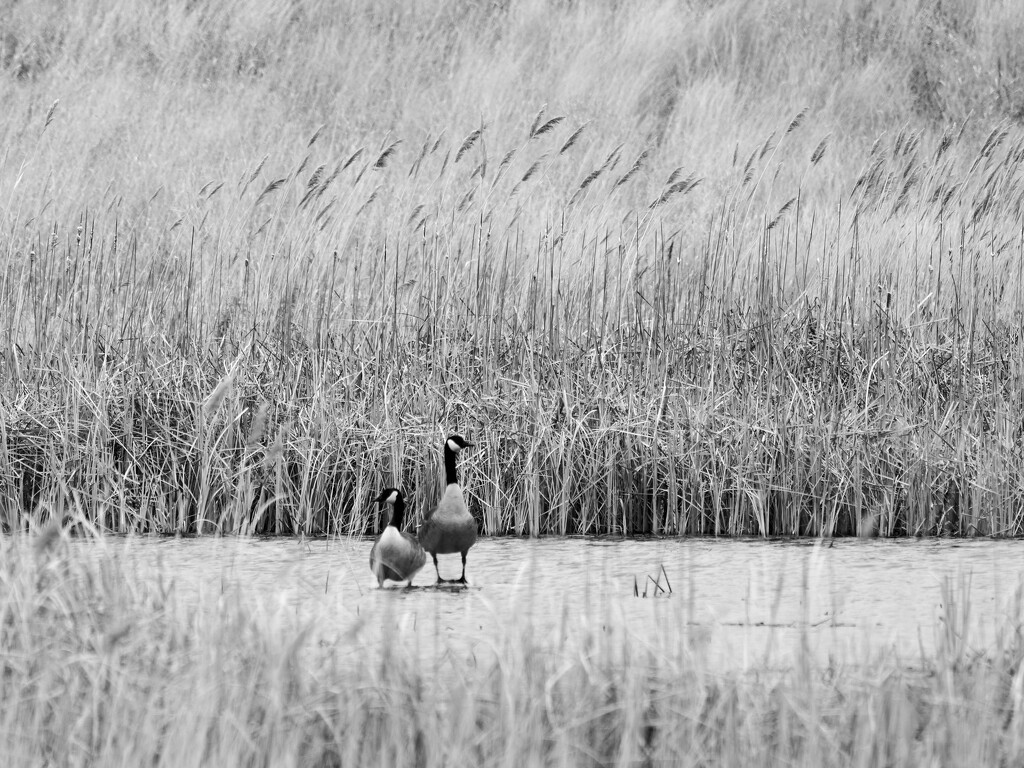 Canada geese in black and white by rminer