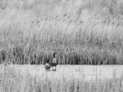 17th Mar 2023 - Canada geese in black and white