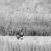 Canada geese in black and white