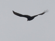 17th Mar 2023 - Turkey vulture