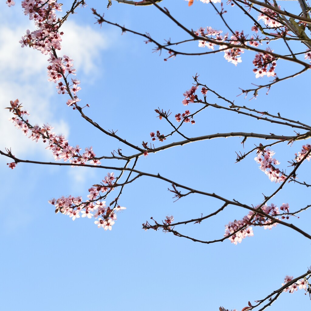The blossom is so fleeting but so cheerful against blue sky by anitaw