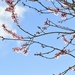 The blossom is so fleeting but so cheerful against blue sky by anitaw