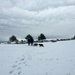 Walking the Pups