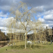 7th Mar 2023 - Weeping Willow