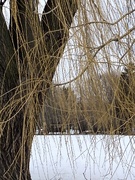 17th Mar 2023 - Pretty Willow tree