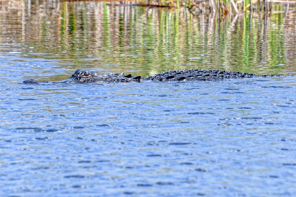 Watch out for the Gators by danette
