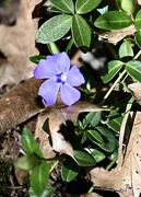 17th Mar 2023 - Periwinkle Popping Out