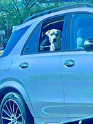 17th Mar 2023 - Dogs in cars in blue
