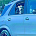 Dogs in cars in blue by louannwarren