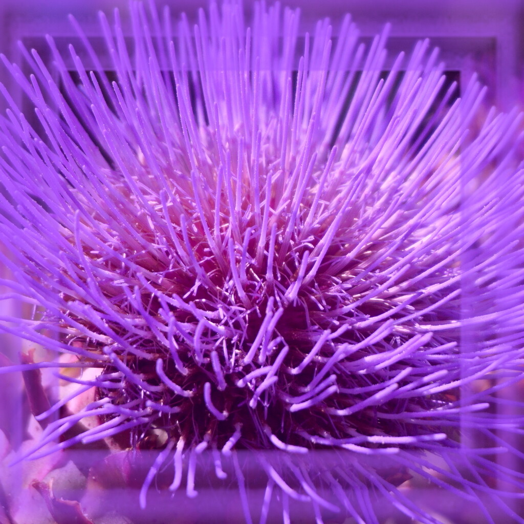 artichoke-flower purple by quietpurplehaze