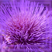 18th Mar 2023 - artichoke-flower purple