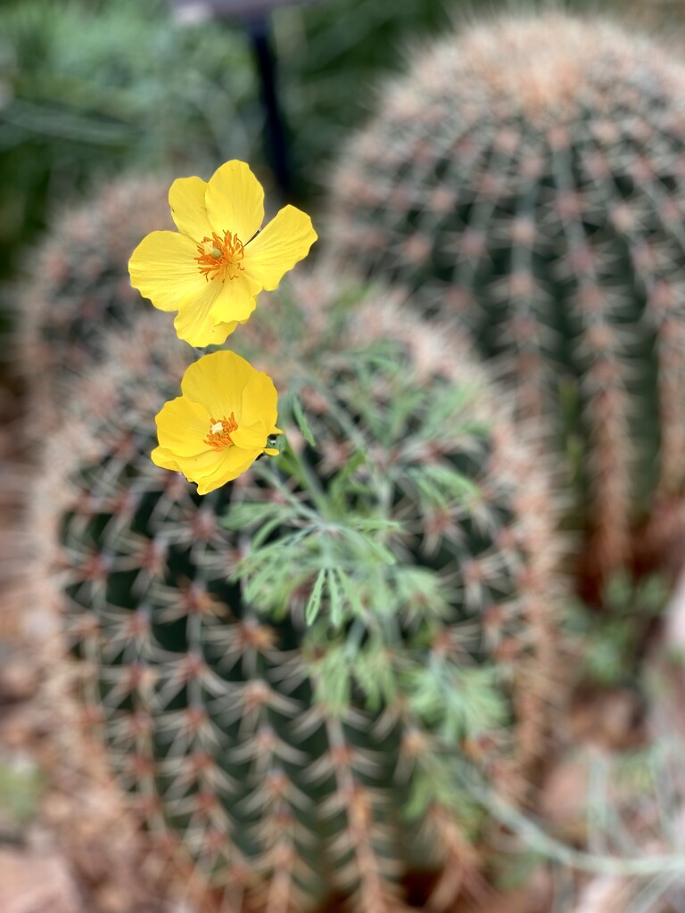 Lovely Yellow Cactus Flower by eahopp
