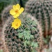 Lovely Yellow Cactus Flower