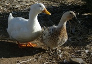 17th Mar 2023 - Ducks