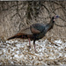 Wild Turkey  by bluemoon