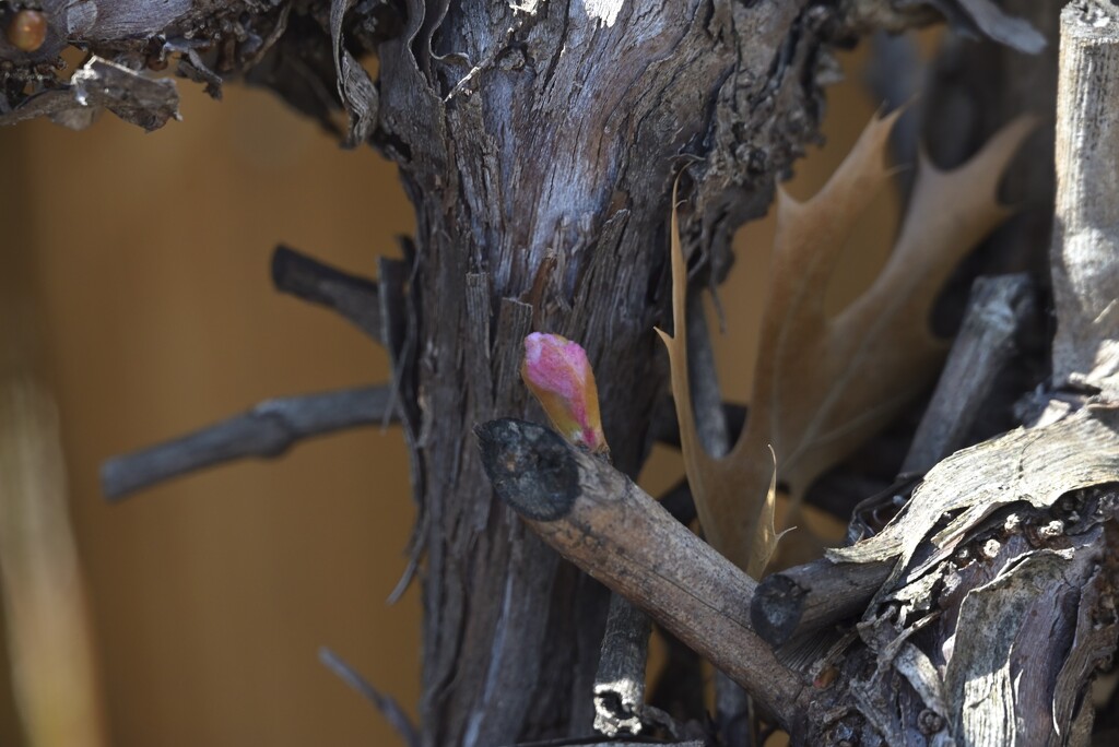 New growth on the grape vine by metzpah