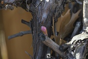 15th Mar 2023 - New growth on the grape vine
