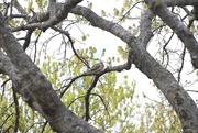 13th Mar 2023 - Mourning Dove in the Oak