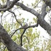 Mourning Dove in the Oak by metzpah