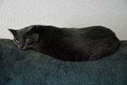 12th Mar 2023 - Comfy Cat
