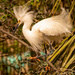 Snowy Egret Showing Off!