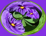 18th Mar 2023 - Solanum swirl