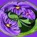 Solanum swirl