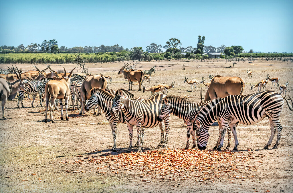 I wonder if they ate all their carrots by ludwigsdiana