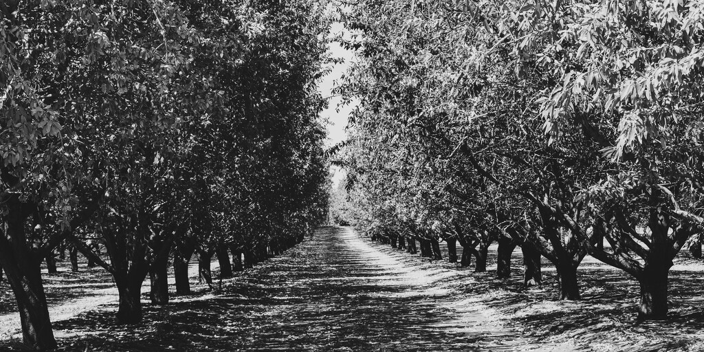 075 - Almond Tree Rows by nannasgotitgoingon