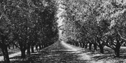 18th Mar 2023 - 075 - Almond Tree Rows