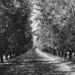 075 - Almond Tree Rows by nannasgotitgoingon