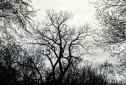 15th Mar 2023 - Tree Among Trees