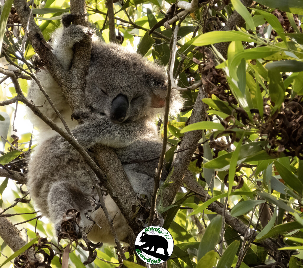happy belly by koalagardens