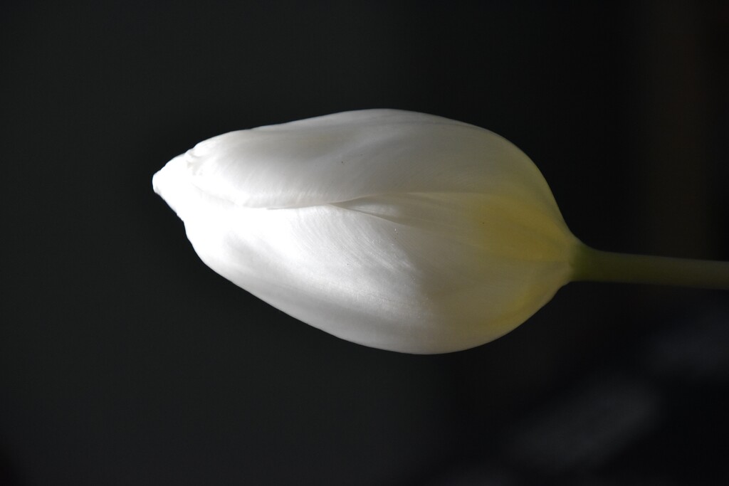 White Tulip by casablanca