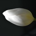 White Tulip by casablanca