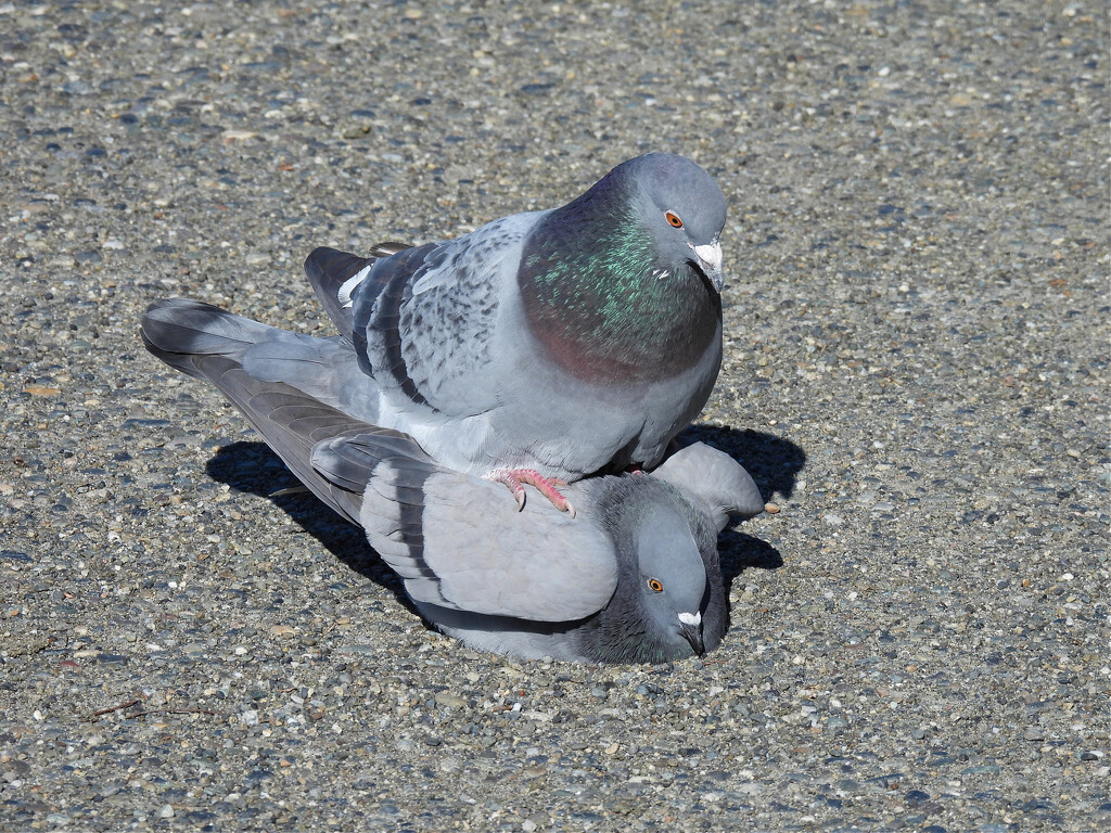 Pigeons After Flirting by seattlite