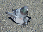 18th Mar 2023 - Pigeons After Flirting