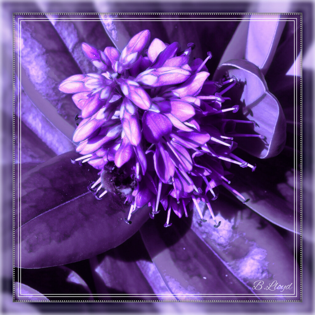 Purple Hebe- with a little help ! by beryl