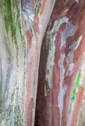 10th Mar 2023 - More colorful bark