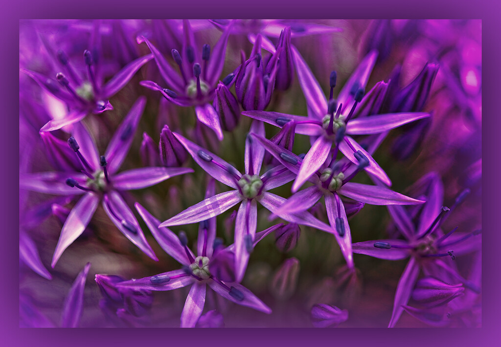 Purple Allium Close Up by gardencat