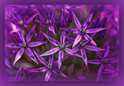 18th Mar 2023 - Purple Allium Close Up