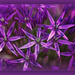 Purple Allium Close Up