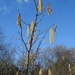 Catkins