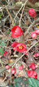 18th Mar 2023 - Quince blossom 
