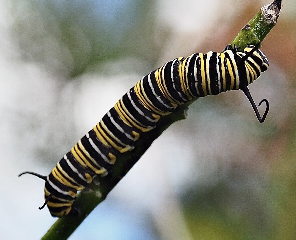 Monarch caterpillar  by Dawn