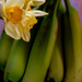 Daffodils and Bananas  by tosee