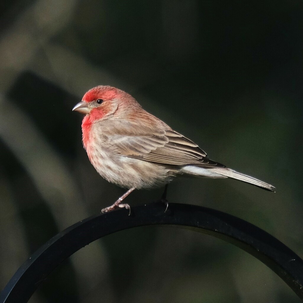 House Finch by lsquared